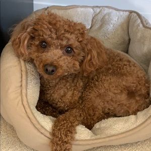 Meet your Posher, Erica